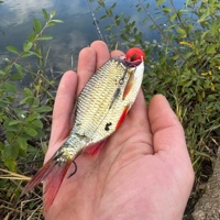Westin Bait Poppers RnR